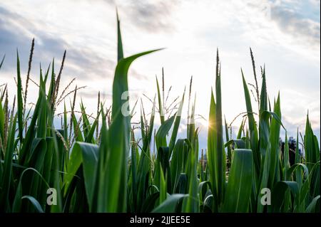 Il sole che tramonta attraverso foglie verdi della parte superiore del mais piantato nel campo. Foto Stock