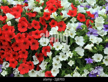 Petunias in scatola da parete, rosso, bianco, viola blu, giardinaggio contenitore Foto Stock