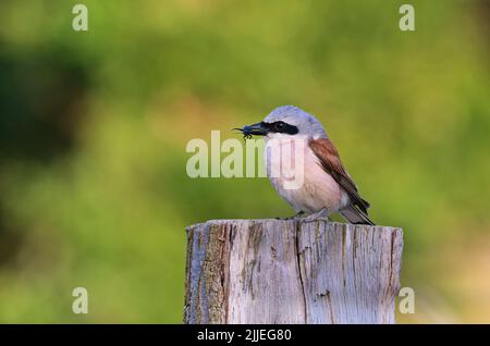 11 luglio 2022, Meclemburgo-Pomerania occidentale, Dranske Auf Rã¼gen: 11.07.2022, Dranske. Un Bluebird ad ali rosse (Lanius collurio) siede con un insetto nel suo becco su un palo di legno nel nord di Ruegen vicino a Dranske. Gli uccelli amano impalare la loro preda su spine, ramoscelli appuntiti o filo spinato. Foto: Wolfram Steinberg/dpa Foto: Wolfram Steinberg/dpa Foto Stock