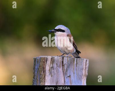 11 luglio 2022, Meclemburgo-Pomerania occidentale, Dranske Auf Rã¼gen: 11.07.2022, Dranske. Un Bluebird ad ali rosse (Lanius collurio) siede con un insetto nel suo becco su un palo di legno nel nord di Ruegen vicino a Dranske. Gli uccelli amano impalare la loro preda su spine, ramoscelli appuntiti o filo spinato. Foto: Wolfram Steinberg/dpa Foto: Wolfram Steinberg/dpa Foto Stock