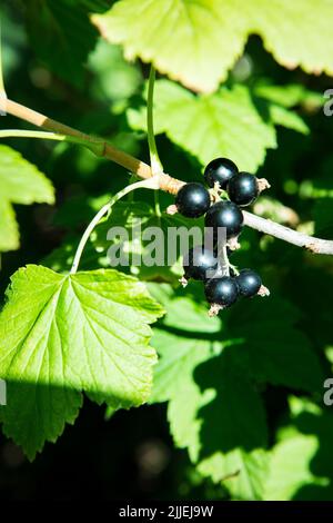 Bel ribes nero fresco sul ramo in estate su sfondo bokeh sfocato Foto Stock