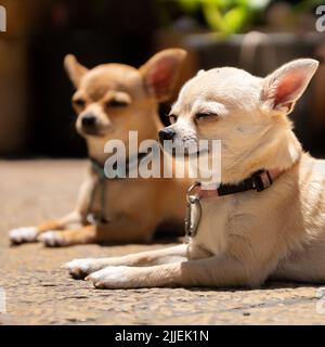 Due bei cani chihuahua che si trovano sul pagamento di pietra da vicino Foto Stock