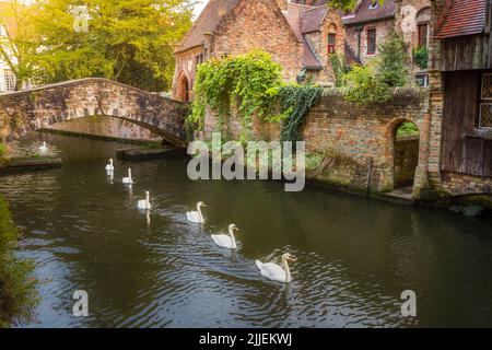 Gruppo di cigni che galleggiano sulle tranquille acque del canale di Bruges, Belgio Foto Stock