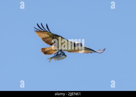 osprey, falco di pesce (Pandion haliaetus), che vola in controluce con il gallo catturato, Germania, Baviera Foto Stock