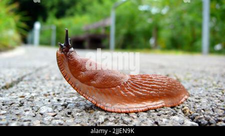 Slug spagnolo, Slug lusitaniano (Arion lusitanicus, Arion vulgaris), singolo animale strisciante, Germania Foto Stock