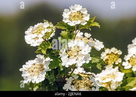 Viburnum di rosa guelder (Viburnum opulus), fiori, Germania, Baviera, IALISSOS Foto Stock