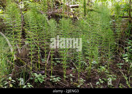 Grande corseto (Equisetum telmateia, Equisetum telmateja, Equisetum maximum), grande gruppo a lato strada, Germania, Baviera Foto Stock