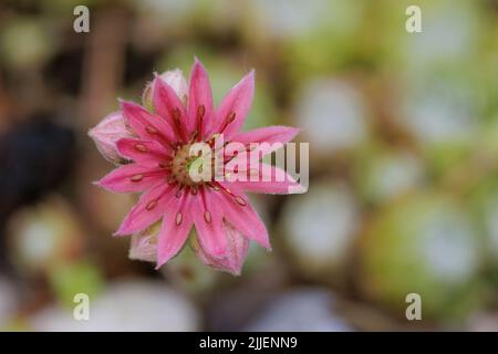 Cobweb House Leek, Cobweb hooseleek (Sempervivum arachnoideum), fiore Foto Stock