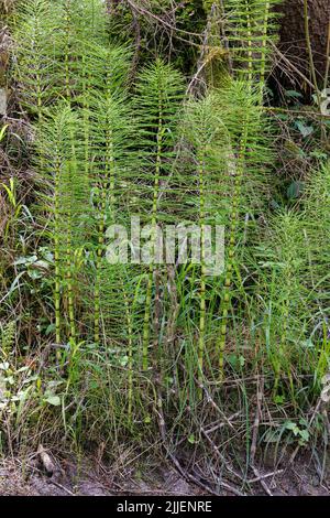 Grande gessetto (Equisetum telmateia, Equisetum telmateja, Equisetum maximum), in controluce, Germania, Baviera Foto Stock