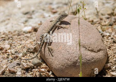 Elegante Lizard senza conte (cf Holbrookia elegans), prendere il sole su una pietra, Stati Uniti, Arizona, Bush Highway Foto Stock