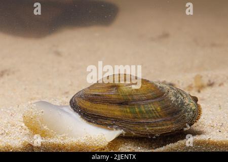 Comune fiume mussel, comune centrale europeo fiume mussel (Unio crassus), creep su fondo sabbioso con piede visibile, Germania Foto Stock
