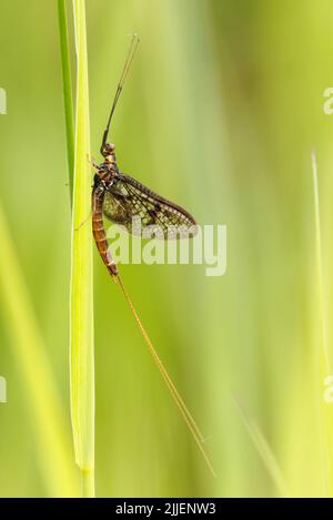 Comune Mayfly (Ephemera vulgata), imago, Germania, Baviera, Erdinger Moos Foto Stock