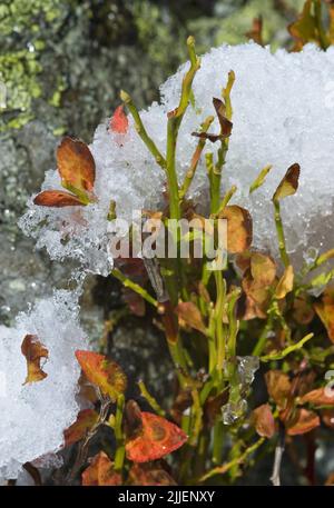 Mirtillo nano, mirtillo, mirtillo, mirtillo, mirtillo a basso contenuto di mirtillo (Vaccinium mirtillus), arbusto di mirtillo nano nella neve, Svizzera Foto Stock