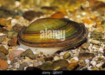 Comune fiume mussel, comune centrale europeo fiume mussel (Unio crassus), scavato nel letto di ghiaia con il suo piede, la Germania Foto Stock