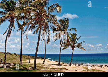 Palme da cocco (Cocos nucifera), Anakena Beach sull'isola di Pasqua in Cile. Anakena Beach è il leggendario approdo di HotU Matua, Cile, Pasqua Foto Stock