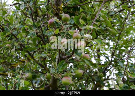 Uno sguardo alla vita in Nuova Zelanda: Una passeggiata intorno al mio giardino biologico e commestibile. Albero di mele Braeburn. Faccio il mio vino e ACV. Foto Stock