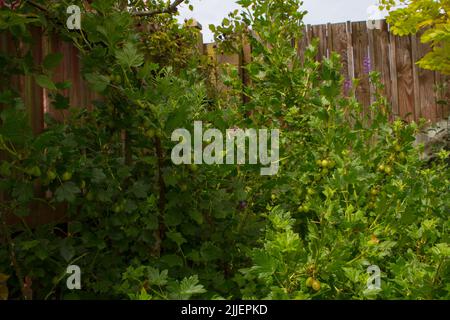 Uno sguardo alla vita in Nuova Zelanda: Una passeggiata intorno al mio giardino biologico e commestibile. Cespugli di uva spina (Ribes uva-Crisa). Foto Stock