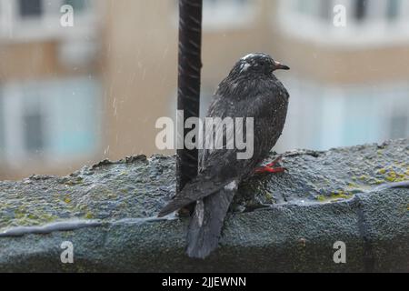 Uccello bagnato in piedi sotto la pioggia. Pigeon sul bordo del tetto Foto Stock