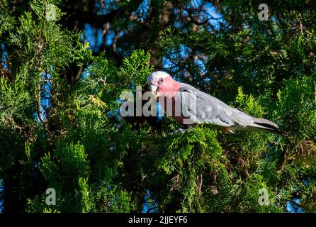 Una Galah australiana (Eolophus roseicapilla) arroccata su un albero a Sydney, NSW, Australia (Foto di Tara Chand Malhotra) Foto Stock