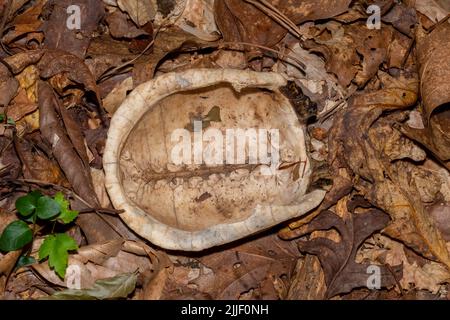 La carapace di una tartaruga della scatola orientale si trova capovolta nella foresta. Raleigh, Carolina del Nord. Foto Stock