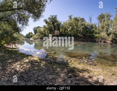 Stockstadt, Germania. 19th luglio 2022. A causa della persistente siccità, il livello dell'acqua nella riserva naturale di Kühkopf-Knoblochsaue, sull'isola del Reno di Kühkopf, nel braccio dell'Altrhein, è sceso drasticamente. Nel corso della raddrizzatura del Reno (1828/1829), l'area era completamente separata dalla terraferma sulla riva sinistra del Reno da un passaggio che trasformava la penisola in un'isola fluviale. (A dpa - SERIE ESTIVA 'RIPEN FOR THE ISLAND IN HESSEN' - Escursioni sull'isola di Aue - la più grande riserva naturale dell'Assia) Credit: Frank Rumpenhorst/dpa/Alamy Live News Foto Stock