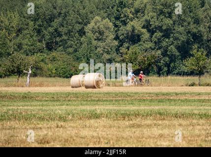 Stockstadt, Germania. 19th luglio 2022. Le piste ciclabili conducono attraverso la riserva naturale di Kühkopf-Knoblochsaue sull'isola del Reno di Kühkopf, caratterizzata da boschi e prati. Nel corso della raddrizzatura del Reno (1828/1829), l'area era completamente separata dalla terraferma sulla riva sinistra del Reno da un passaggio che trasformava la penisola in un'isola fluviale. (A dpa - SERIE ESTIVA 'RIPEN FOR THE ISLAND IN HESSEN' - Escursioni sull'isola di Aue - la più grande riserva naturale dell'Assia) Credit: Frank Rumpenhorst/dpa/Alamy Live News Foto Stock