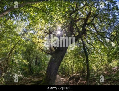 Stockstadt, Germania. 19th luglio 2022. Le querce crescono nella riserva naturale di Kühkopf-Knoblochsaue sull'isola del Reno di Kühkopf. Nel corso della raddrizzatura del Reno (1828/1829), l'area era completamente separata dalla terraferma sulla riva sinistra del Reno da un passaggio che trasformava la penisola in un'isola fluviale. (A dpa - SERIE ESTIVA 'RIPEN FOR THE ISLAND IN HESSEN' - Escursioni sull'isola di Aue - la più grande riserva naturale dell'Assia) Credit: Frank Rumpenhorst/dpa/Alamy Live News Foto Stock