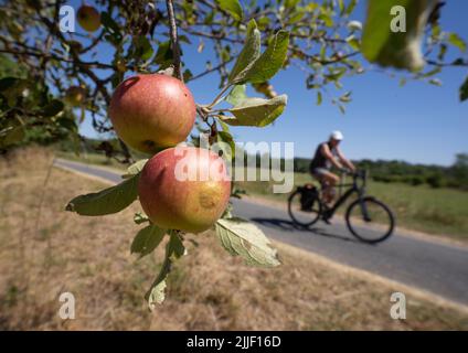 Stockstadt, Germania. 19th luglio 2022. Gli alberi di mele crescono nella riserva naturale di Kühkopf-Knoblochsaue sull'isola del Reno di Kühkopf, accanto a una delle piste ciclabili. Nel corso della raddrizzatura del Reno (1828/1829), l'area era completamente separata dalla terraferma sulla riva sinistra del Reno da un passaggio che trasformava la penisola in un'isola fluviale. (To dpa - SUMMER SERIES 'RIPEN FOR THE ISLAND IN HESSIA' - Escursionismo sull'isola di Aue - la più grande riserva naturale dell'Assia) Credit: Frank Rumpenhorst/dpa/Alamy Live News Foto Stock