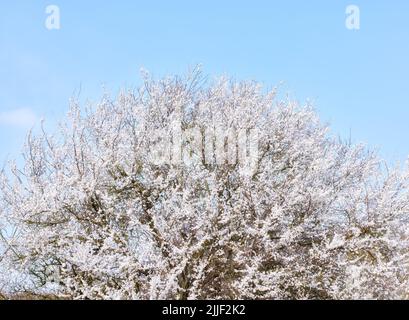 Bell'albero con fiori bianchi che crescono su un albero di ciliegia o mela all'esterno in un frutteto. Delicati fiori di primavera freschi isolati contro un blu Foto Stock