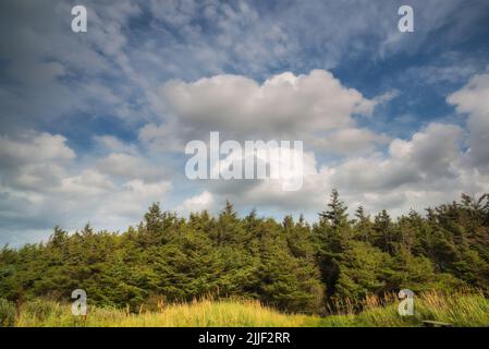 Paesaggio una pineta con sfondo cielo blu nuvoloso. Ambiente verde naturale di alberi selvatici e erba che cresce vicino a un punto di trekking o. Foto Stock