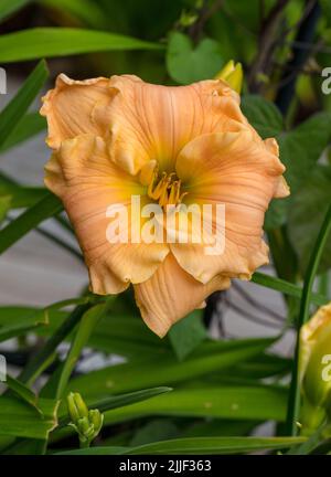 "Newberry tempo preso in prestito' Daylily, Daglilja (Hemerocallis) Foto Stock