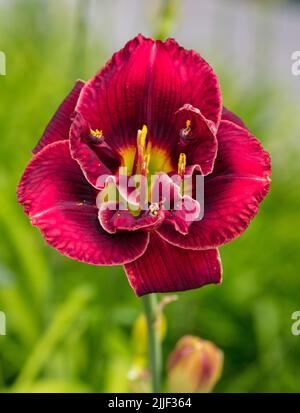 'Stellar Double Rose' Daylily, Daglilja (Hemerocallis) Foto Stock