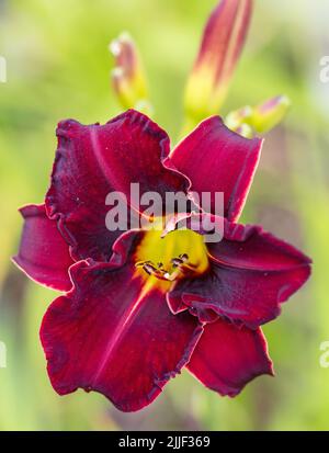 'Chicago Blackout' Daylily, Daglilja (Hemerocallis) Foto Stock