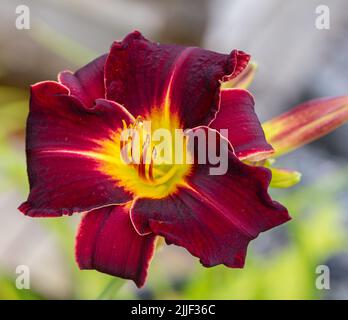 'Chicago Blackout' Daylily, Daglilja (Hemerocallis) Foto Stock