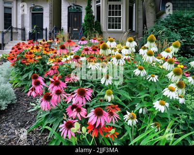 Home giardino con grande piantagione di fiori di cono in vari colori Foto Stock