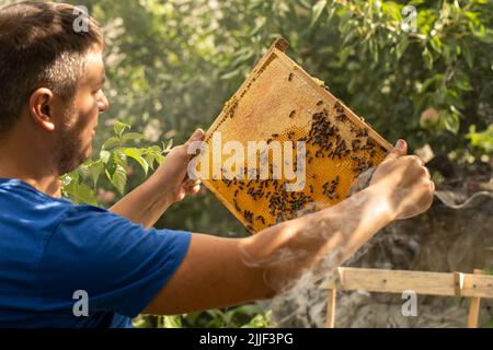 Un uomo con una cornice in mano esamina i nidi d'ape con api e miele. Il lavoro dell'apicoltore in prossimità degli alveari in natura Foto Stock