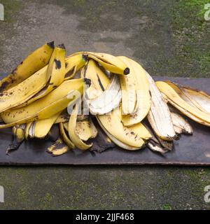 mucchio di bucce di banana su un vassoio di legno, spreco di cibo usato come fertilizzante naturale, concetto di gestione dei rifiuti della cucina, composto organico economico ed ecologico Foto Stock