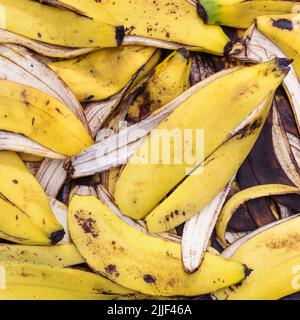 primo piano di vista delle bucce di banana, cumulo di rifiuti alimentari utilizzati come fertilizzante naturale, concetto di gestione dei rifiuti di cucina, economico e ecologico composto biologico Foto Stock