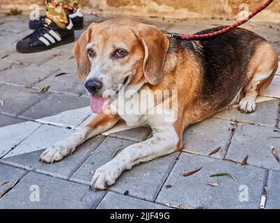Vecchio cane rosso-bianco-nero siede al guinzaglio all'esterno Foto Stock