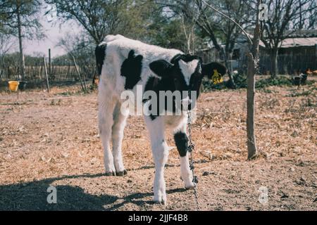 Salta, Argentina. 13th luglio 2022. Il vitello giovane si erge sul prato. Questo caseificio si trova nella periferia di Salta, Argentina e ha circa 800 mucche. Le vacche femmine vengono inseminate artificialmente per la prima volta all'età di 15 mesi. La gravidanza di una mucca, è come quella di un essere umano, dura nove mesi. Una volta che il vitello è nato, la mucca è munguta giornalmente dalla macchina. In media, sei-otto settimane dopo la nascita del vitello, la vacca viene inseminata di nuovo. Dopo circa 5-6 anni smette di dare il latte e l'animale viene macellato. Credit: SOPA Images Limited/Alamy Live News Foto Stock