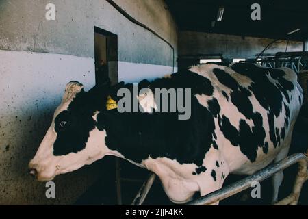 Salta, Argentina. 13th luglio 2022. Mucca si alza al granaio. Questo caseificio si trova nella periferia di Salta, Argentina e ha circa 800 mucche. Le vacche femmine vengono inseminate artificialmente per la prima volta all'età di 15 mesi. La gravidanza di una mucca, è come quella di un essere umano, dura nove mesi. Una volta che il vitello è nato, la mucca è munguta giornalmente dalla macchina. In media, sei-otto settimane dopo la nascita del vitello, la vacca viene inseminata di nuovo. Dopo circa 5-6 anni smette di dare il latte e l'animale viene macellato. (Foto di Lara Hauser/SOPA Images/Sipa USA) Credit: Sipa USA/Alamy Live News Foto Stock