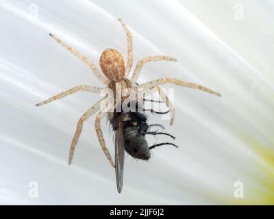 Piccolo ragno granchio (Philodromus dispar) sotto il petalo di un fiore bianco daisy che si nutrono su una mosca che ha catturato Foto Stock