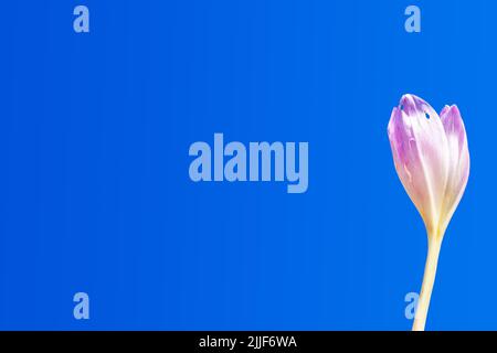 Un bellissimo germoglio di fiori di cocco su sfondo blu. Luogo per scrittura. Spazio di copia. Foto Stock