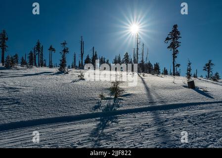 Paesaggio invernale con pista da sci di fondo ben preparata, pochi alberi, cielo limpido e sole sulle montagne di Kralicky Sneznik nella repubblica Ceca Foto Stock