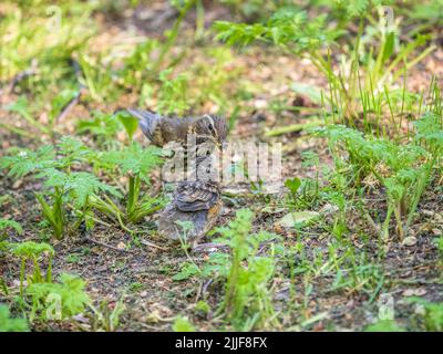 L'uccello di legno Redwing, Turdus iliacus, nutre il pulcino di lombrichi sul terreno. Un pulcino adulto ha lasciato il nido ma i suoi genitori continuano a prendersi cura o Foto Stock