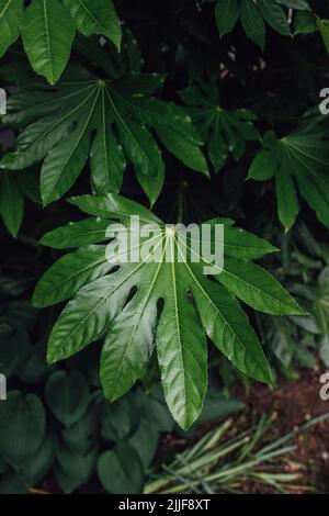 Fatsia japonica, fatsi, giapponese aralia, pianta di carta lucida, falsa pianta di olio di ricino, palma di foglie di fico Foto Stock