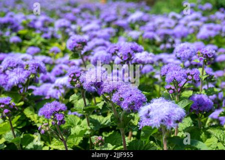 Focalizzazione selettiva dei fiori di erba di capra Ageratum billy. Piccoli fiori di erba viola nel giardino su sfondo sfocato Foto Stock