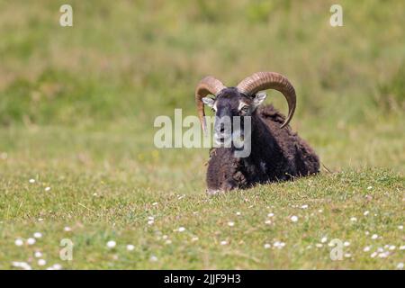 Pecora single soay sull'isola di Lundy, canale di Bristol Foto Stock