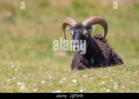 Pecora single soay sull'isola di Lundy, canale di Bristol Foto Stock