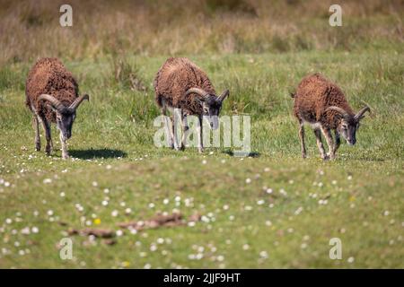 Tre pecore soay che camminano in una linea sull'isola di Lundy Foto Stock